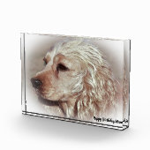 Cocker Spaniel. Fotoblock (Rechts)