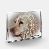 Cocker Spaniel. Fotoblock (Links)