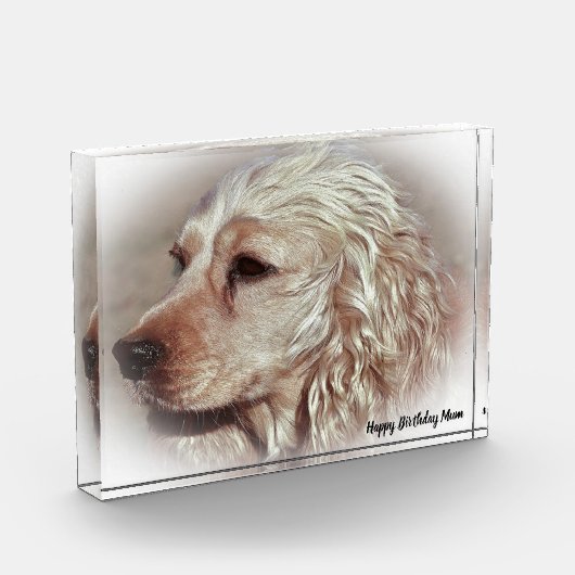 Cocker Spaniel. Fotoblock (Links)