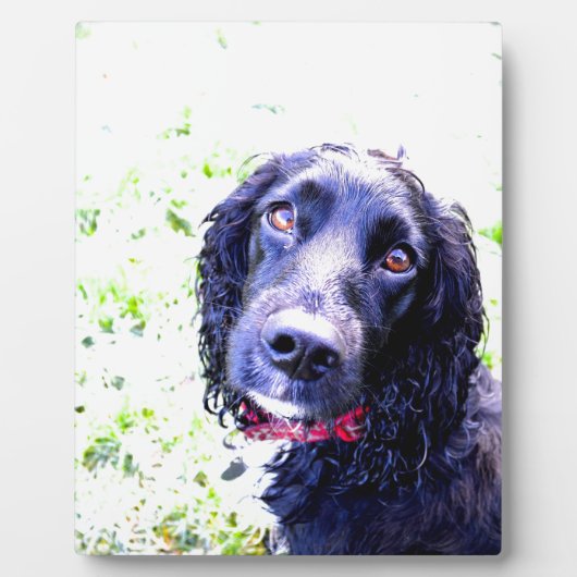 Cocker Spaniel Fotoplatte (Vorderseite)