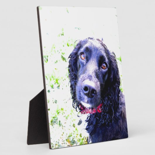 Cocker Spaniel Fotoplatte (Seite)