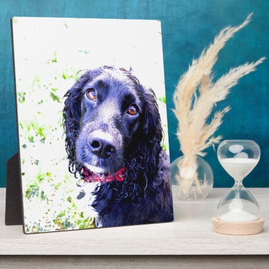 Cocker Spaniel Fotoplatte (Seite)