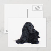 Cocker Spaniel Freundschaft Postkarte (Vorne/Hinten)