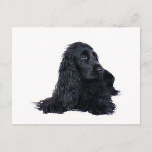 Cocker Spaniel Freundschaft Postkarte