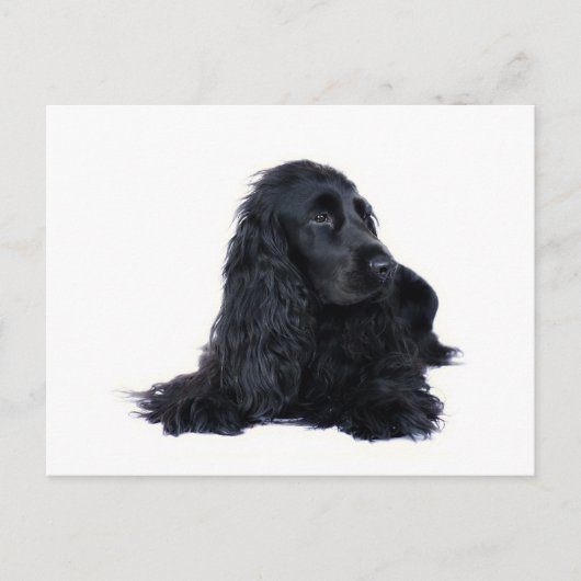 Cocker Spaniel Freundschaft Postkarte (Vorderseite)