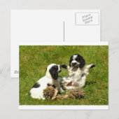 Cocker Spaniel Fun Postkarte (Vorne/Hinten)