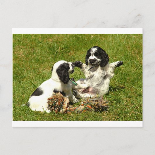 Cocker Spaniel Fun Postkarte (Vorderseite)