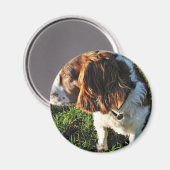 Cocker Spaniel Hund sitzt Magnet (Vorderseite/Rückseite)