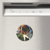 Cocker Spaniel Hund sitzt Magnet (In Situ (Geschirrspüler))
