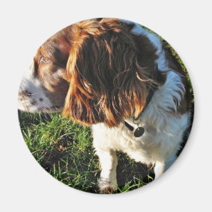 Cocker Spaniel Hund sitzt Magnet