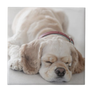 Cocker spaniel-Hundeschlafen Fliese