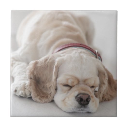 Cocker spaniel-Hundeschlafen Fliese (Vorderseite)