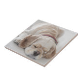 Cocker spaniel-Hundeschlafen Fliese (Seite)