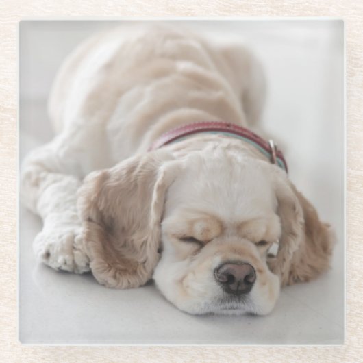 Cocker spaniel-Hundeschlafen Glasuntersetzer (Vorderseite)