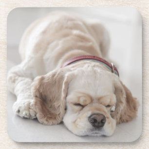 Cocker spaniel-Hundeschlafen Untersetzer