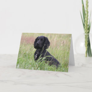Cocker Spaniel Karte