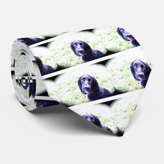 Cocker Spaniel Krawatte (Gerollt)