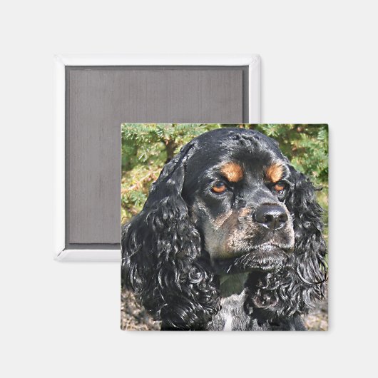 Cocker Spaniel Magnet (Vorderseite/Rückseite)