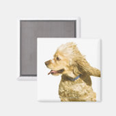 Cocker Spaniel Magnet (Vorderseite/Rückseite)