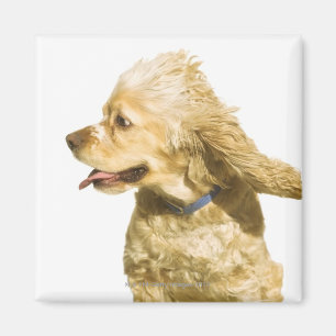 Cocker spaniel magnet