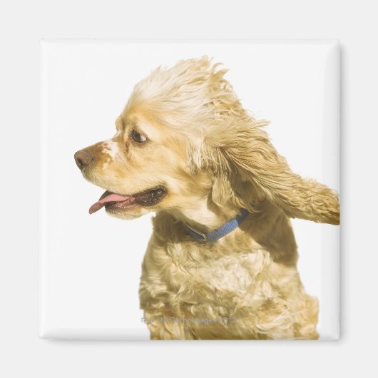Cocker Spaniel Magnet (Vorne)