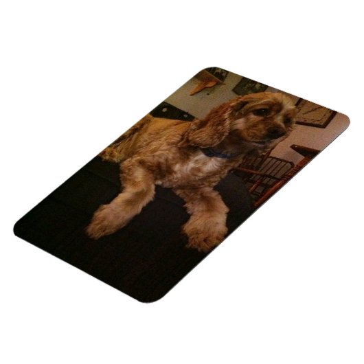 Cocker Spaniel Magnet (Linke Seite)