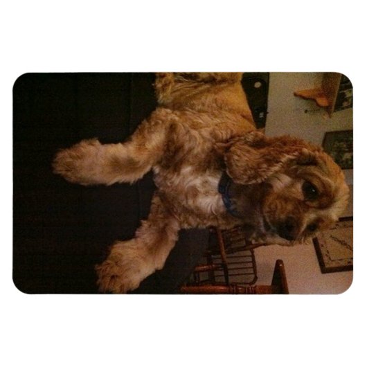 Cocker Spaniel Magnet (Horizontal)