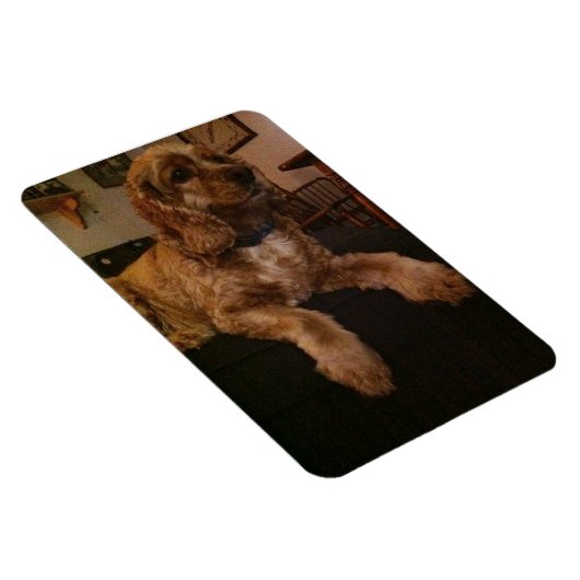 Cocker Spaniel Magnet (Rechte Seite)