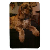 Cocker Spaniel Magnet (Vertikal)