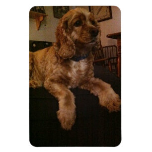 Cocker Spaniel Magnet