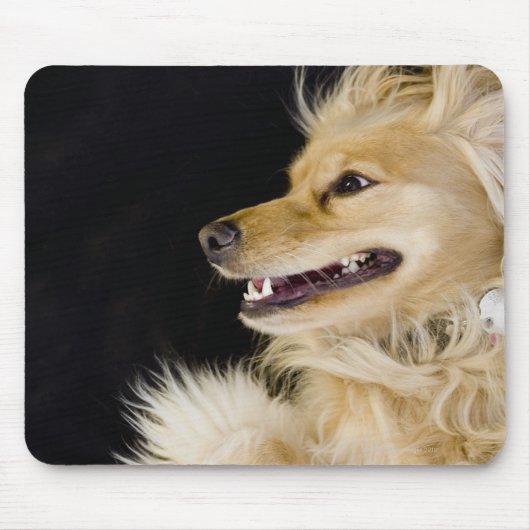 Cocker-Spaniel-Mix auf der Rückseite Mousepad (Vorne)