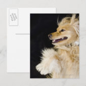 Cocker-Spaniel-Mix auf der Rückseite Postkarte (Vorne/Hinten)
