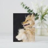 Cocker-Spaniel-Mix auf der Rückseite Postkarte (Stehend Vorderseite)
