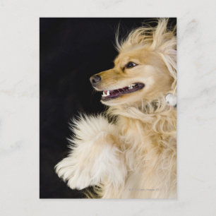 Cocker-Spaniel-Mix auf der Rückseite Postkarte