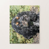 Cocker Spaniel Nah-Up 2 Puzzle (Vertikal)