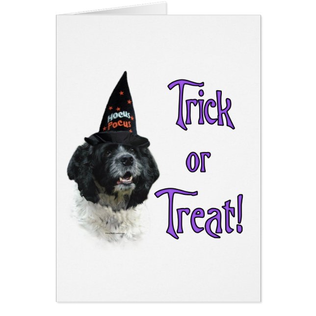 Cocker Spaniel (parti) Trick (Vorne)