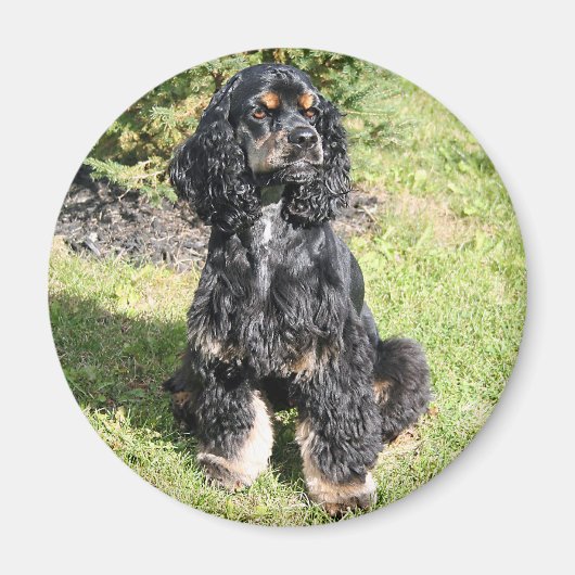 Cocker Spaniel Photo Magnet (Vorne)