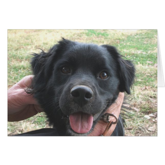 Cocker Spaniel posiert für die Kamera (Vorderseite (Horizontal))