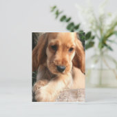 Cocker Spaniel Postcard Postkarte (Stehend Vorderseite)