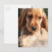 Cocker Spaniel Postcard Postkarte (Vorne/Hinten)