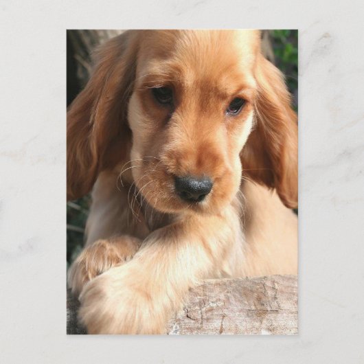Cocker Spaniel Postcard Postkarte (Vorderseite)