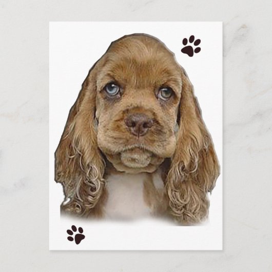 Cocker Spaniel Postcard Postkarte (Vorderseite)