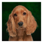Cocker Spaniel Poster (Vorderseite)