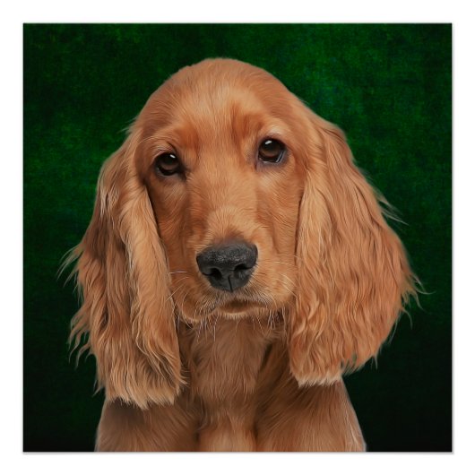 Cocker Spaniel Poster (Vorderseite)