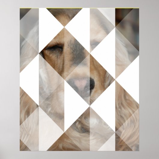 Cocker Spaniel Poster (Vorne)