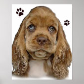 Cocker Spaniel Poster (Vorne)