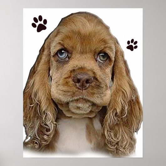 Cocker Spaniel Poster (Vorne)