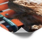 Cocker Spaniel Poster (Ecke)