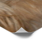 Cocker Spaniel Poster (Ecke)