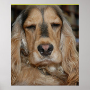 Cocker Spaniel Poster